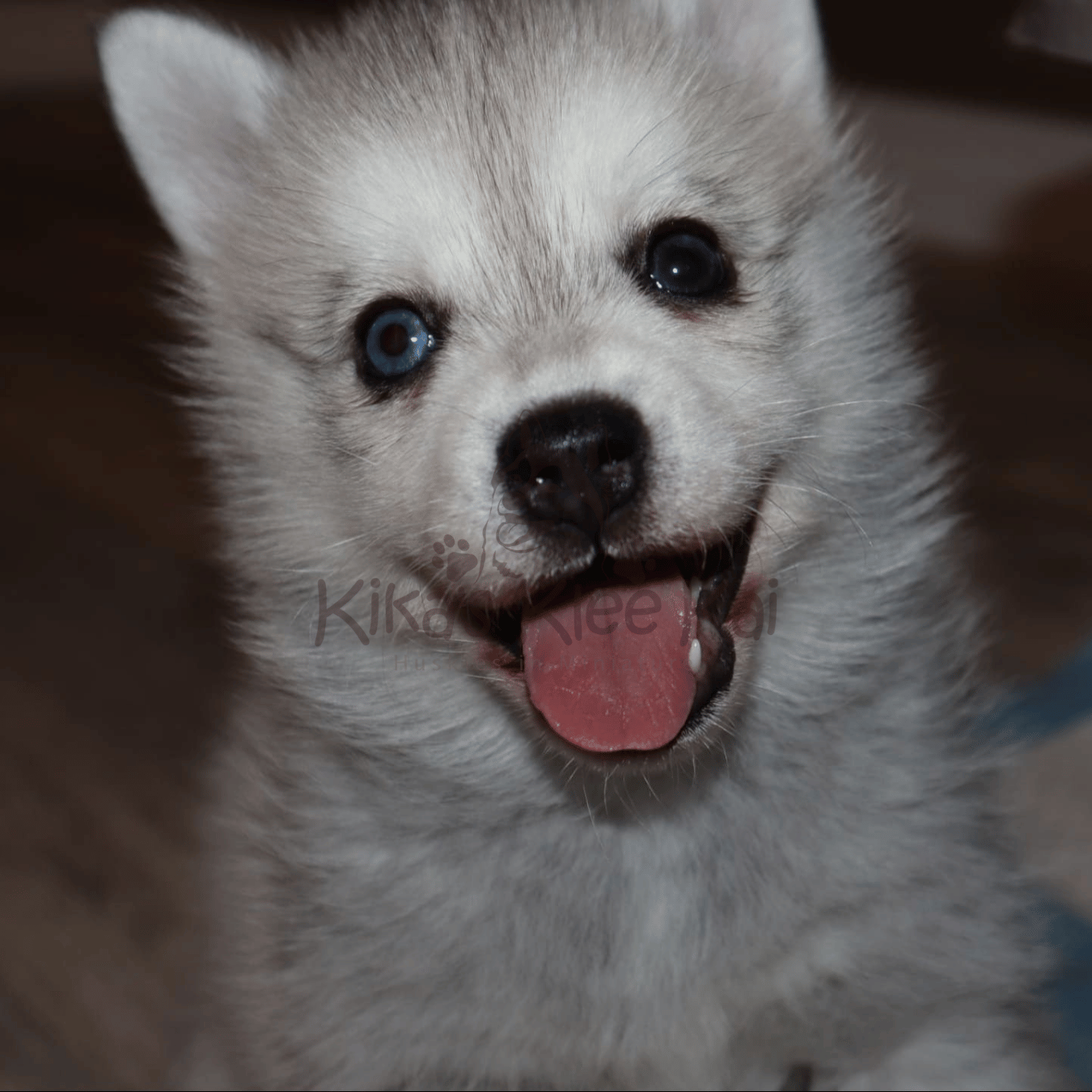 Alaskan Klee Kai puppy in Southern California airline and travel tips