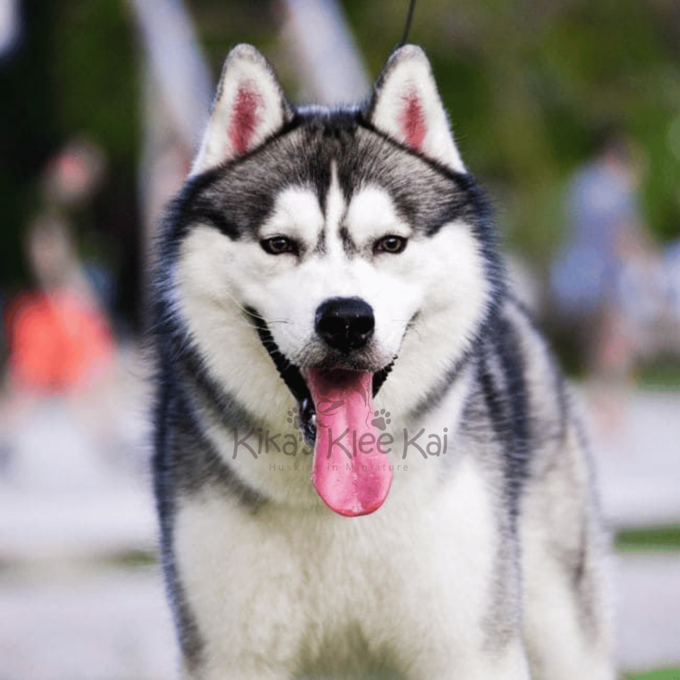 Comparing Alaskan Klee Kai To Other Dog Breeds