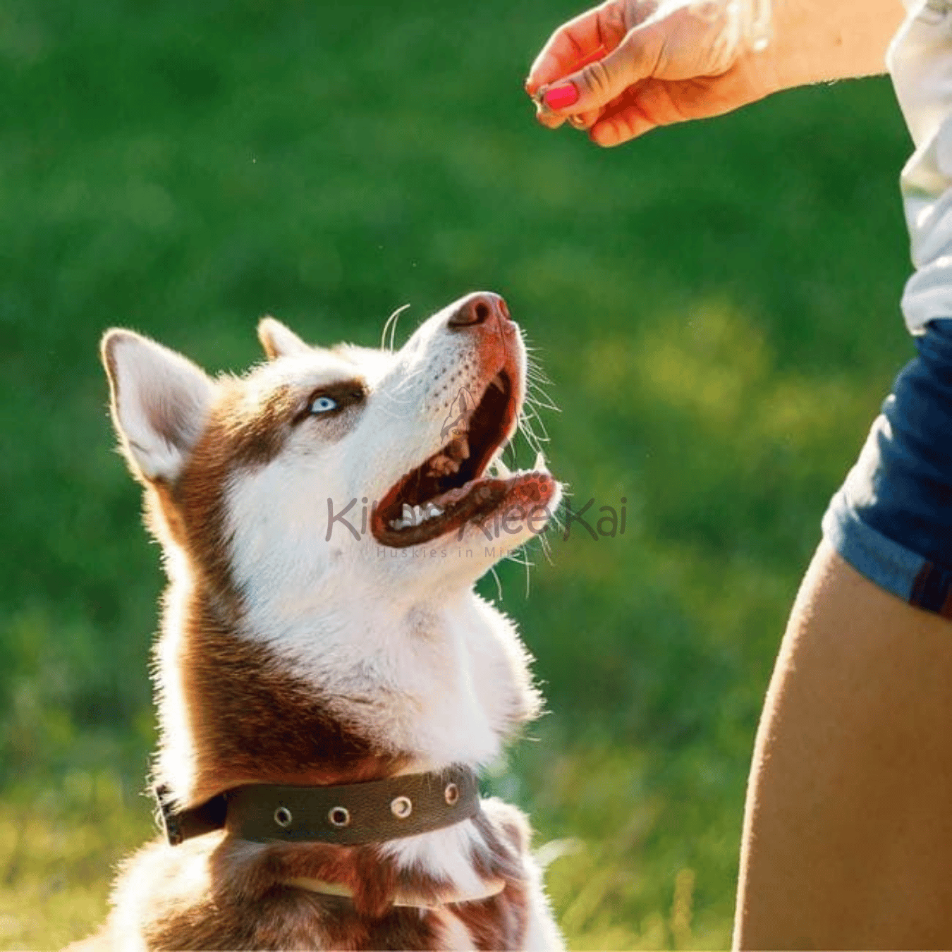 Is My Alaskan Klee Kai Show Dog Ready