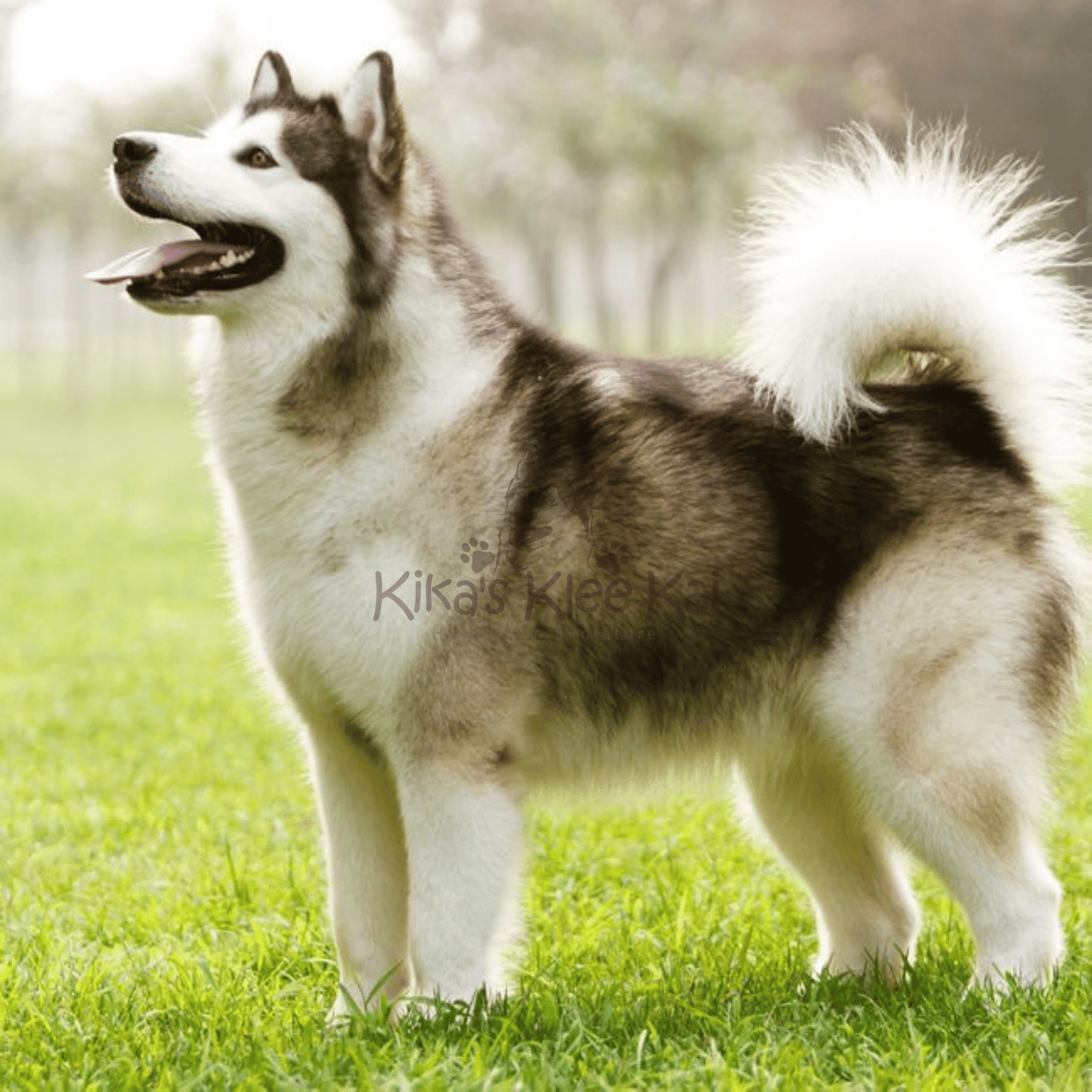 How Much Exercise Does My Alaskan Klee Kai Need