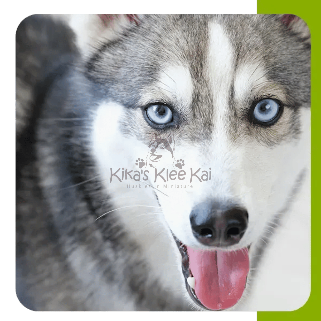 Separation Anxiety Tips For Your Alaskan Klee Kai