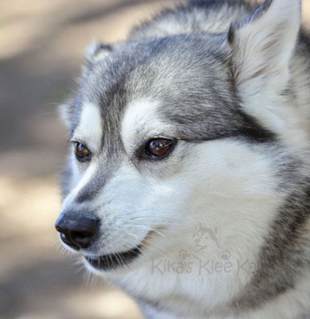 Alaskan Klee Kai puppy in Southern California
