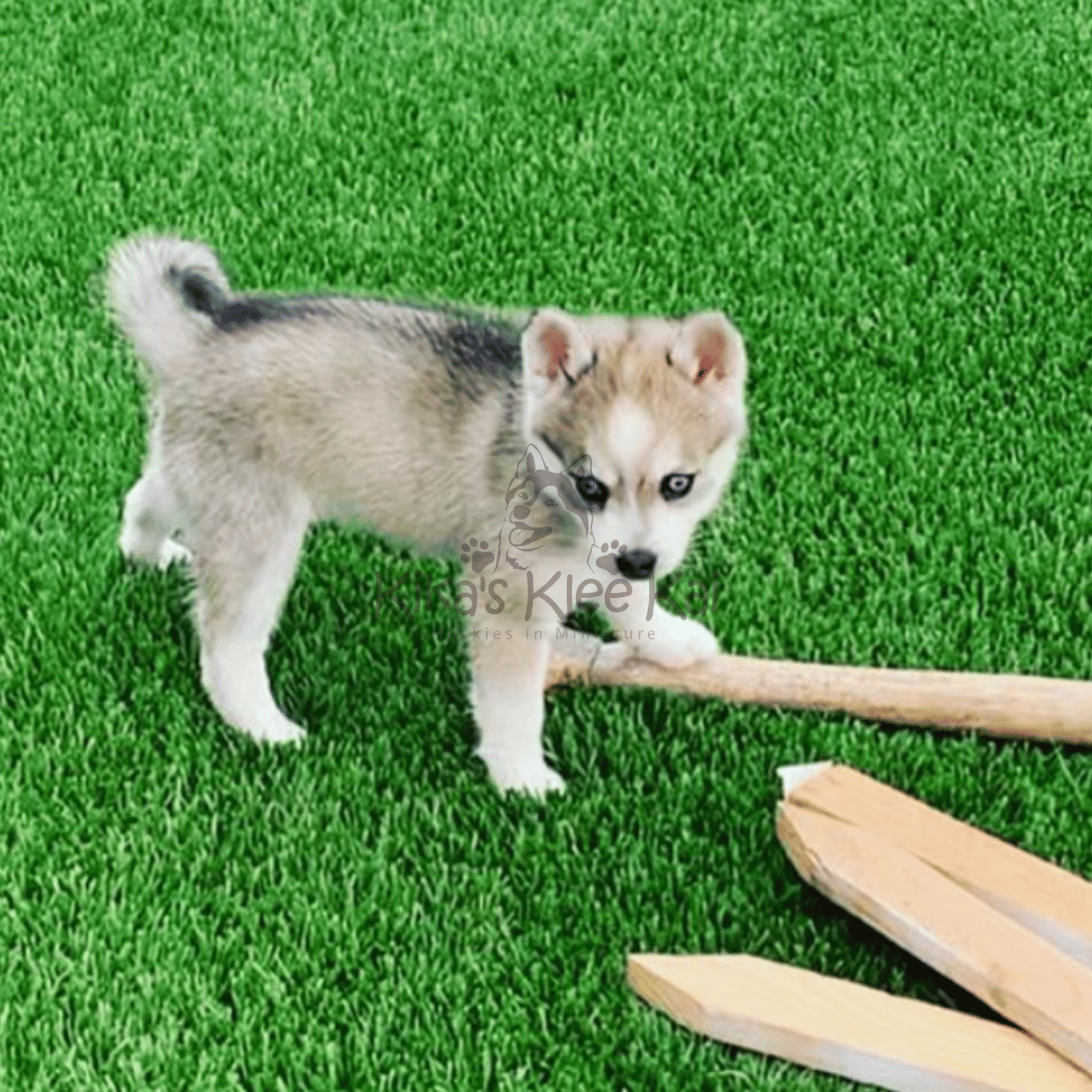 Alaskan Klee Kai puppy in Southern California