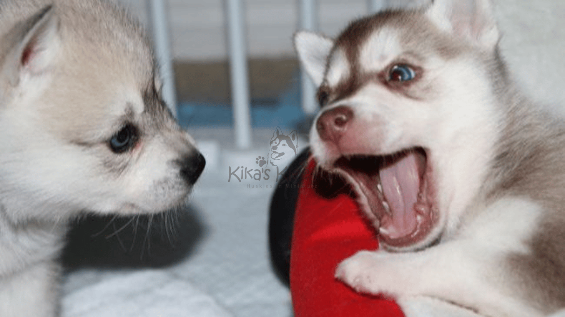 Introducing your Alaskan Klee Kai puppy in Southern California to other dogs