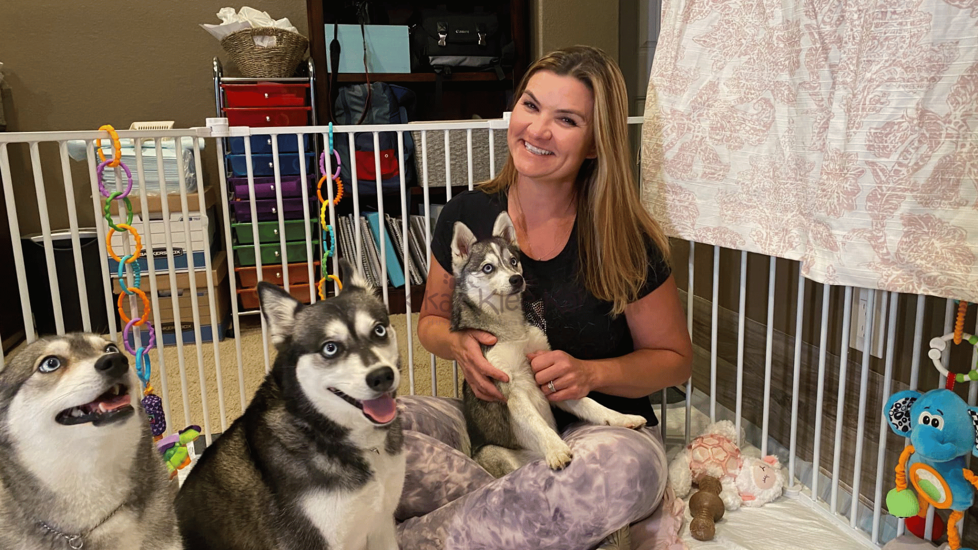 Common Misconceptions About Alaskan Klee Kai