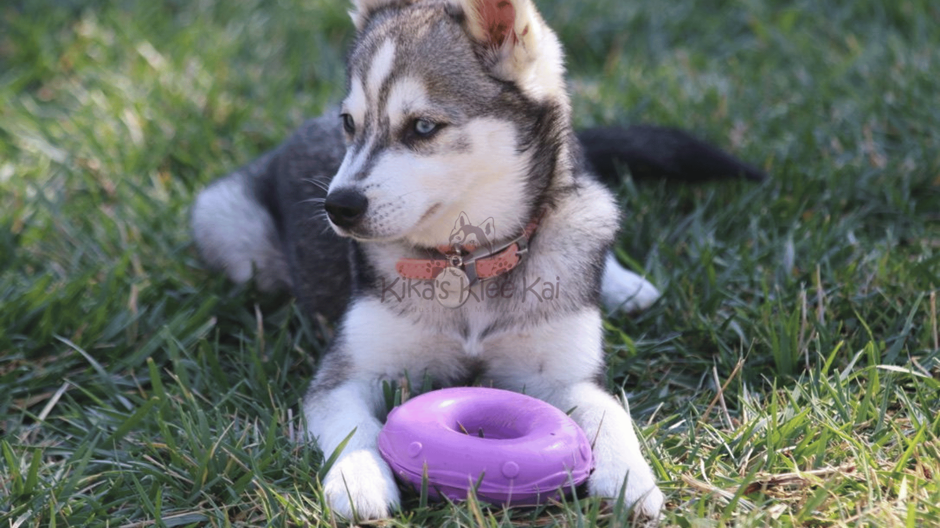 Common Misconceptions About Alaskan Klee Kai