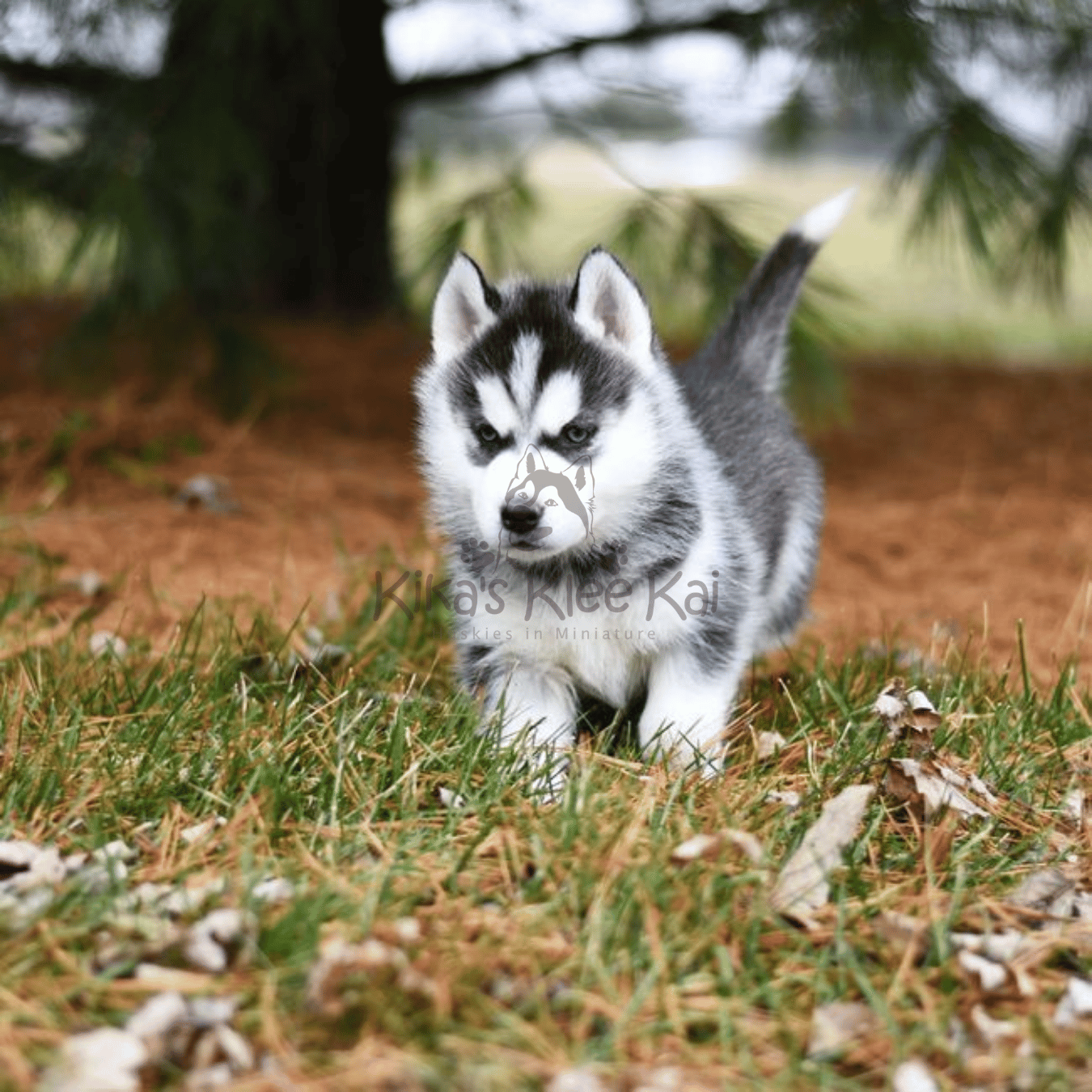 Building a Strong Bond with Your Alaskan Klee Kai puppy in Southern California