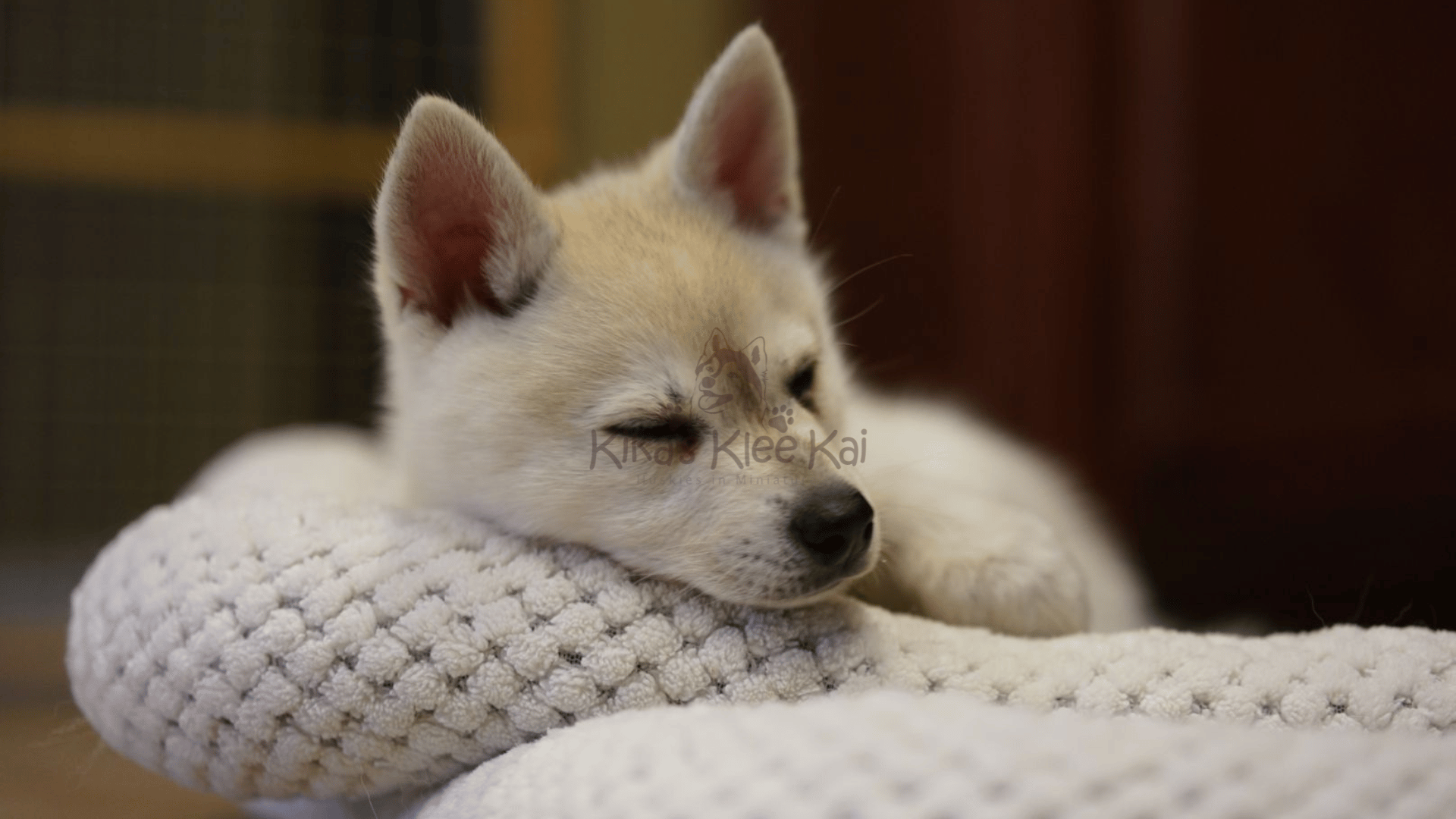 Common Misconceptions About Alaskan Klee Kai