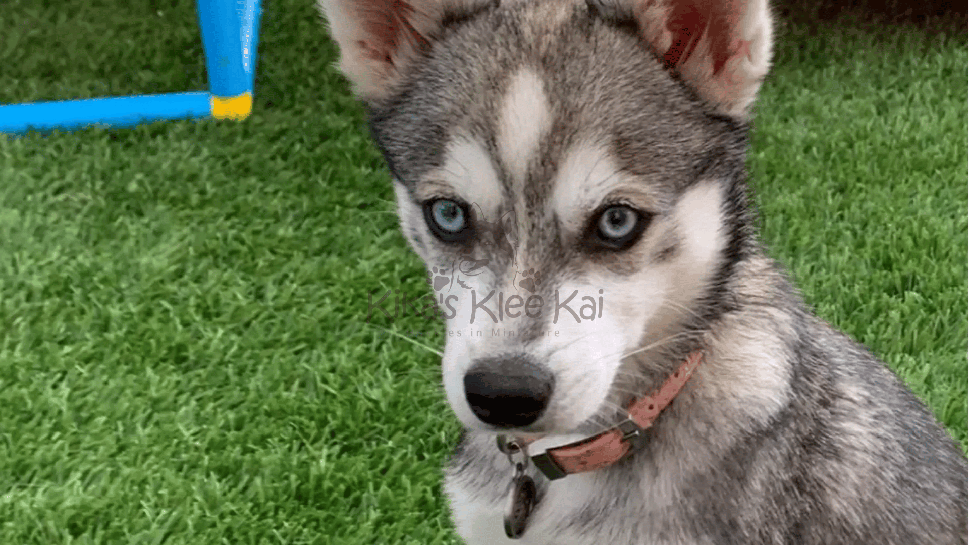 Supplies To Prepare For Your Alaskan Klee Kai Dog