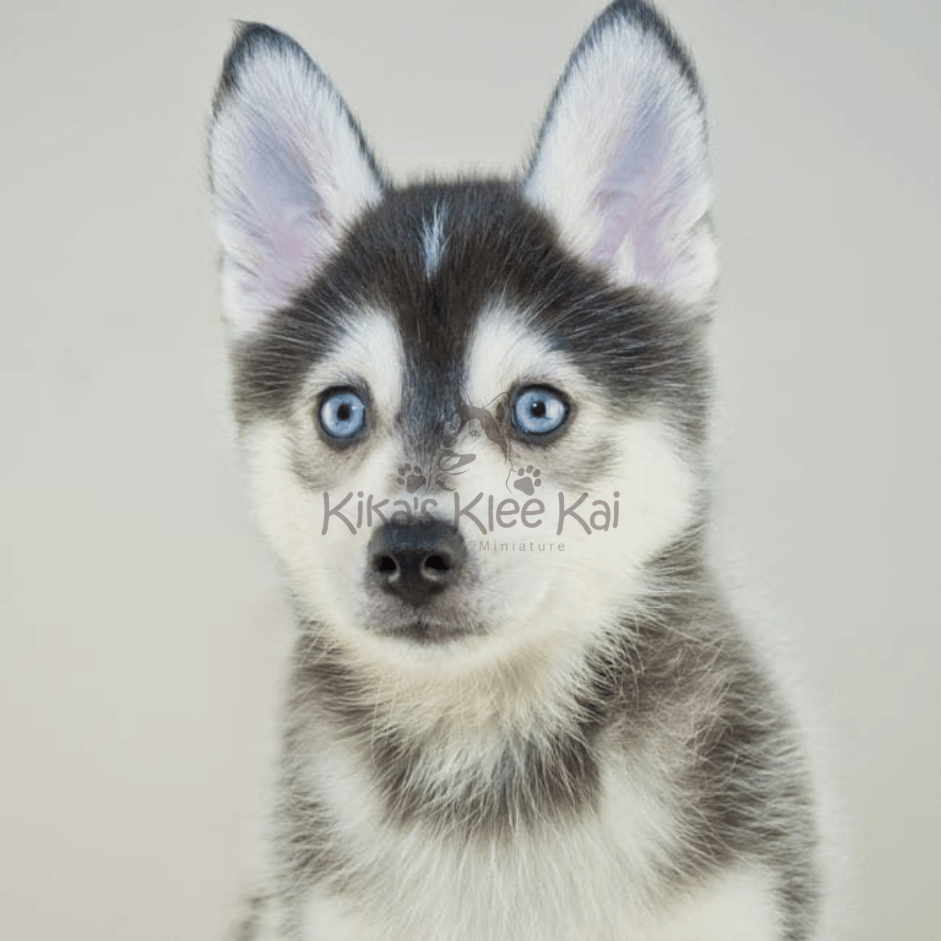 Comparing Alaskan Klee Kai To Other Dog Breeds