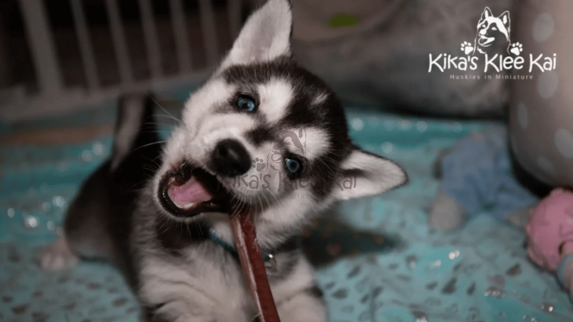 Supplies To Prepare For Your Alaskan Klee Kai Dog