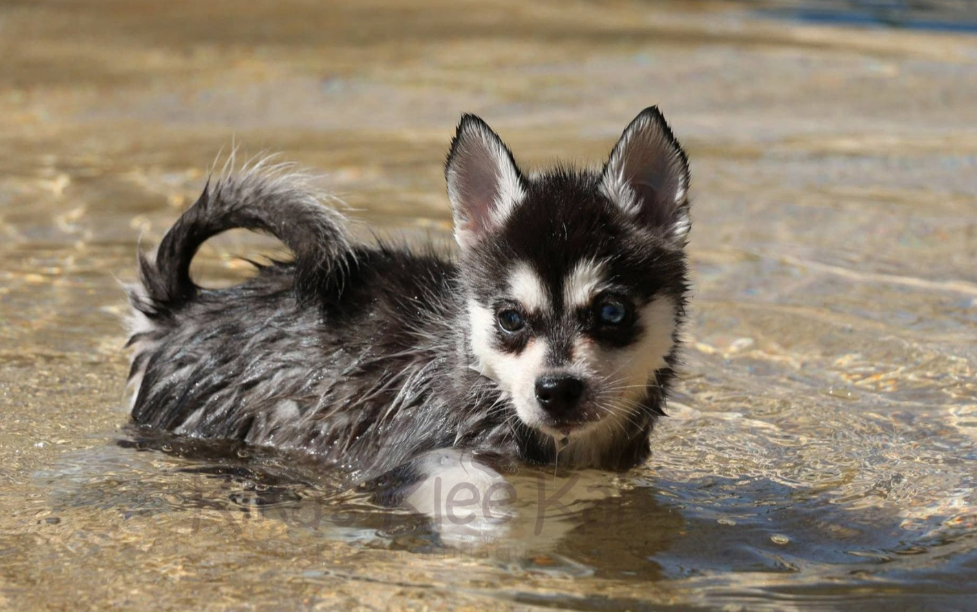 Alaskan Klee Kai puppy in Southern California hiking