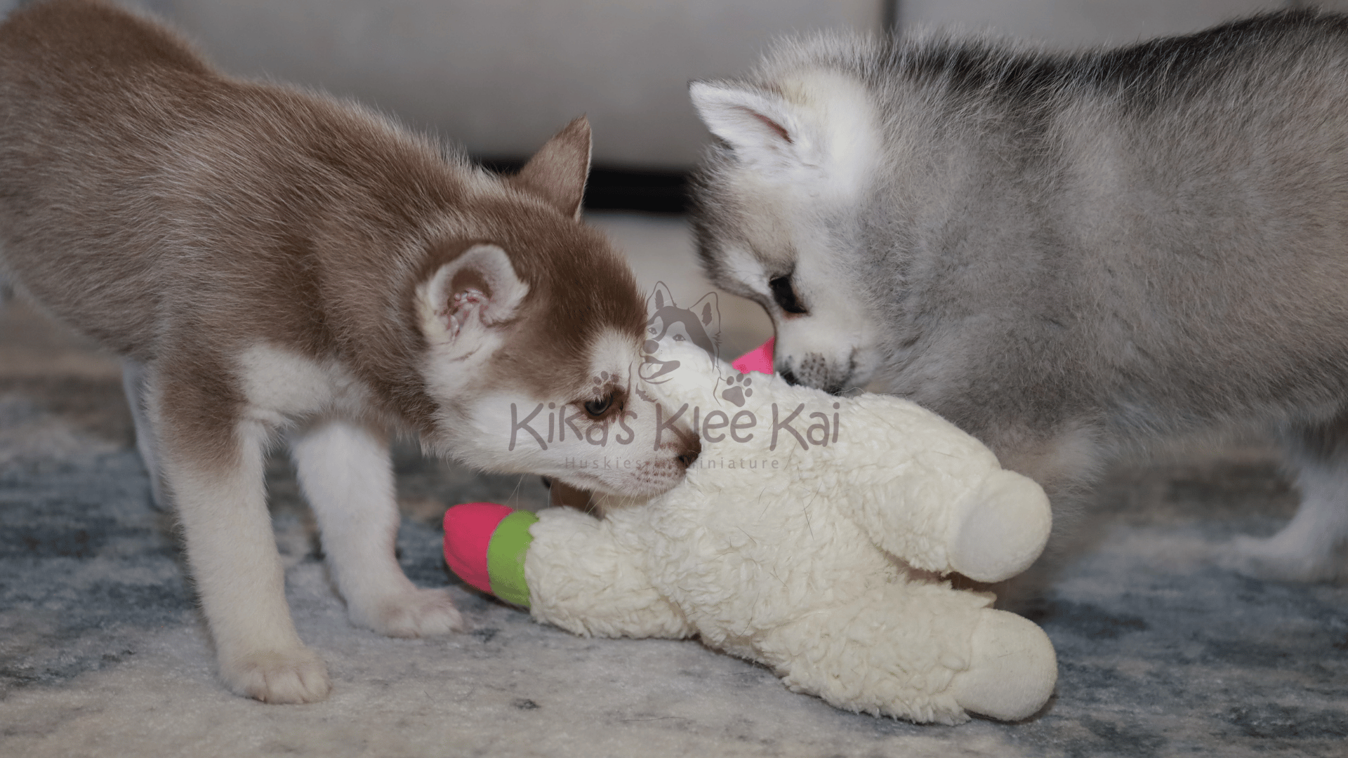 Alaskan Klee Kai puppies in Southern California