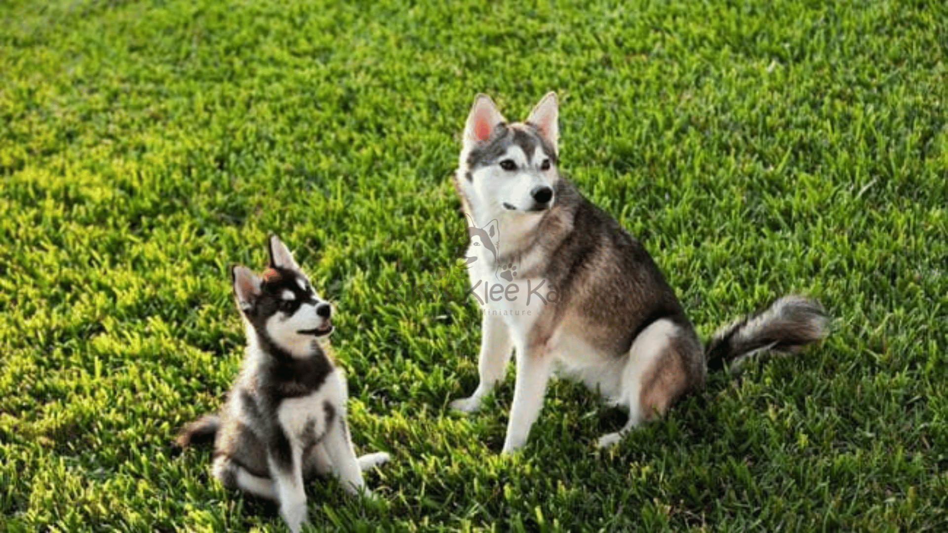 Prepare Your Home for Alaskan Klee Kai Puppy from Southern California