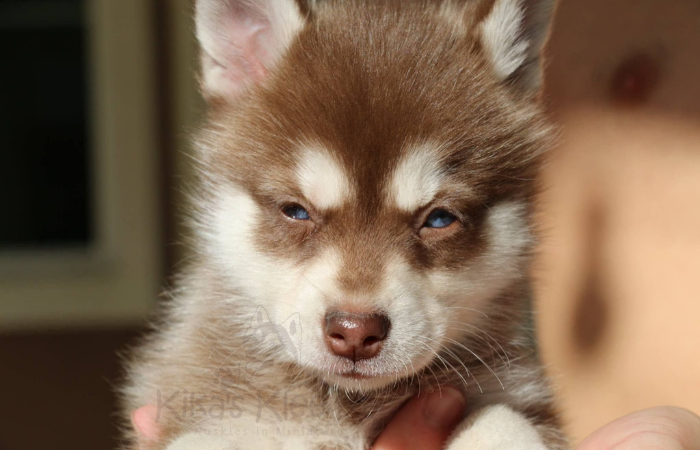 Red and White Coat Color of Alaskan Klee Kai puppy in Southern California
