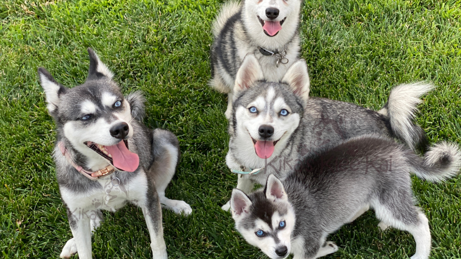 Alaskan Klee Kai puppy in Southern California