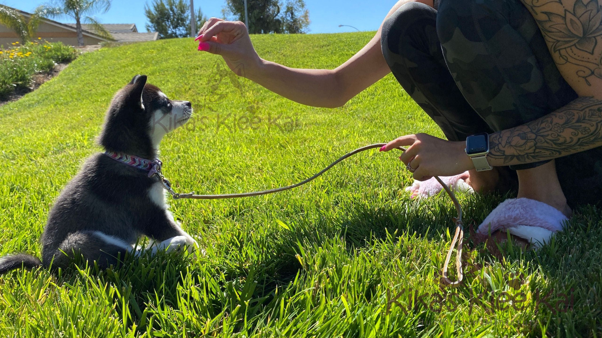 Alaskan Klee Kai puppy in Southern California training and socialization