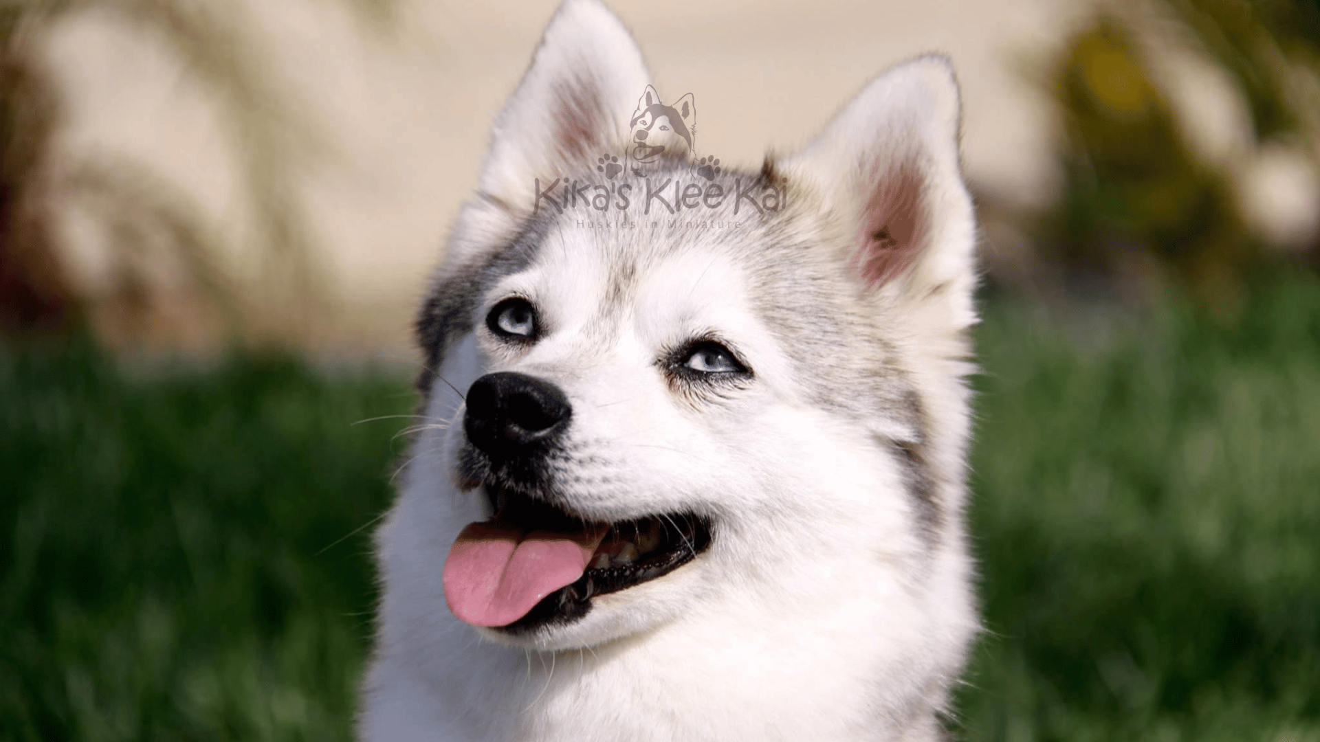 Building Your Alaskan Klee Kai Puppy’s Confidence