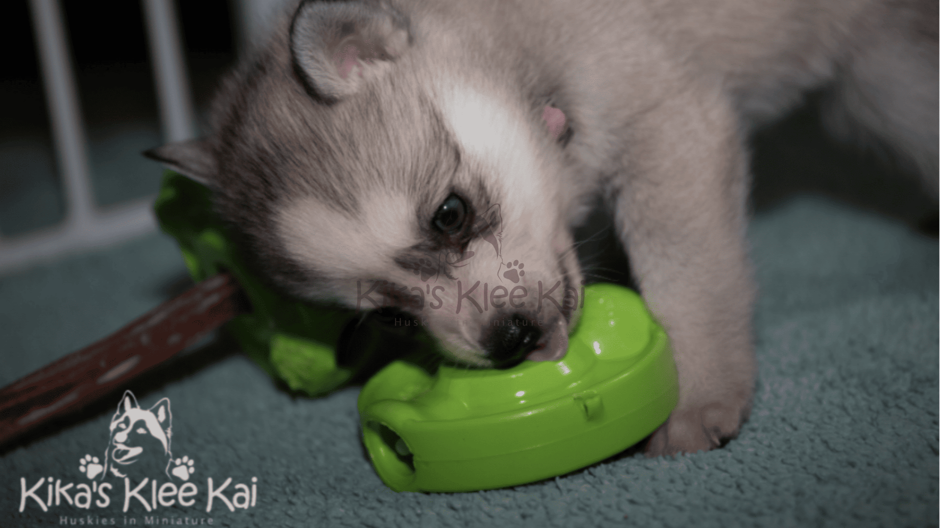 Supplies To Prepare For Your Alaskan Klee Kai Dog