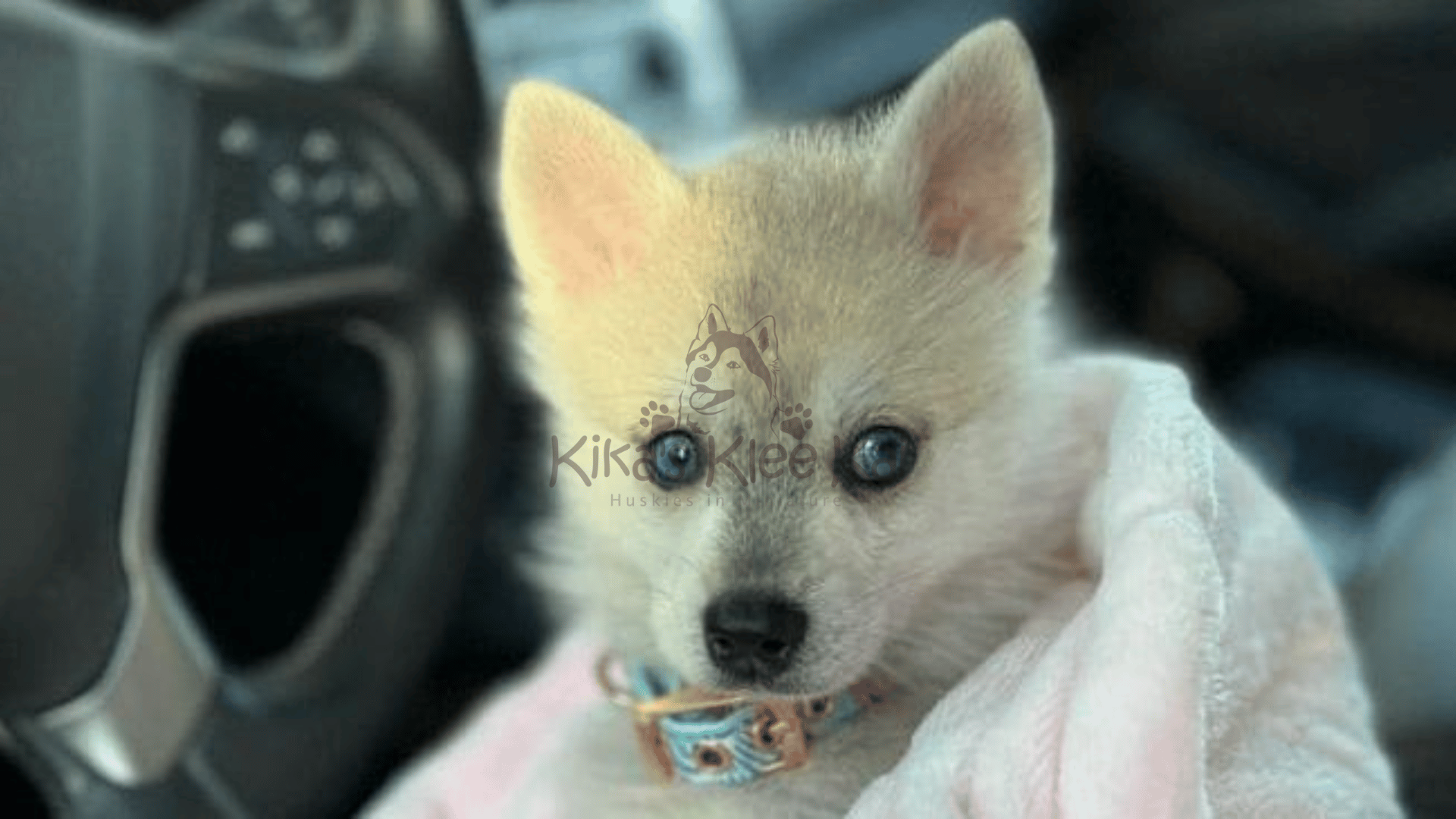 Alaskan Klee Kai puppies in Southern California