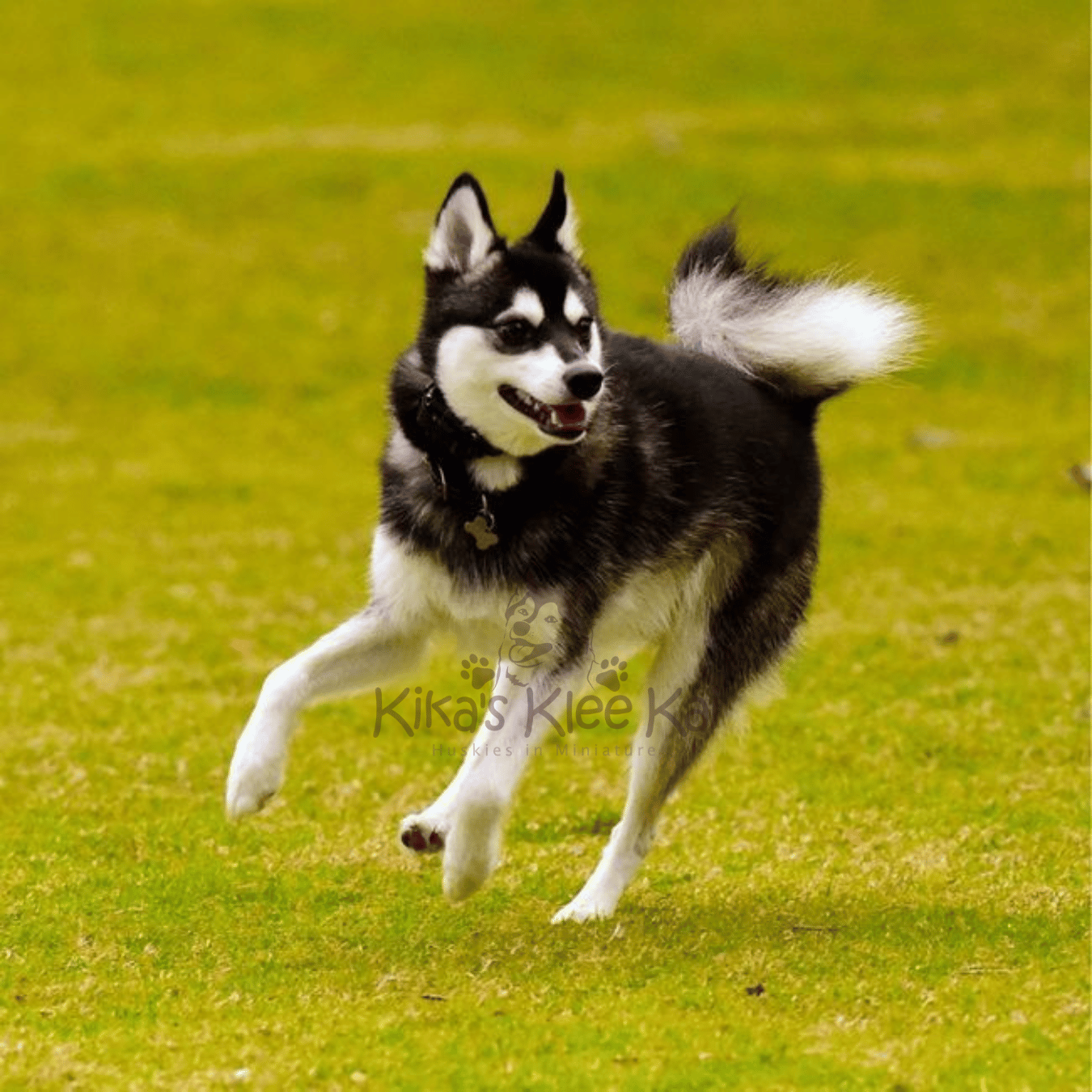 Kika's Klee Kai Alaskan Klee Kai puppy in Southern California