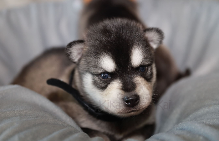 Black and White Coat Color of Alaskan Klee Kai puppy in Southern California