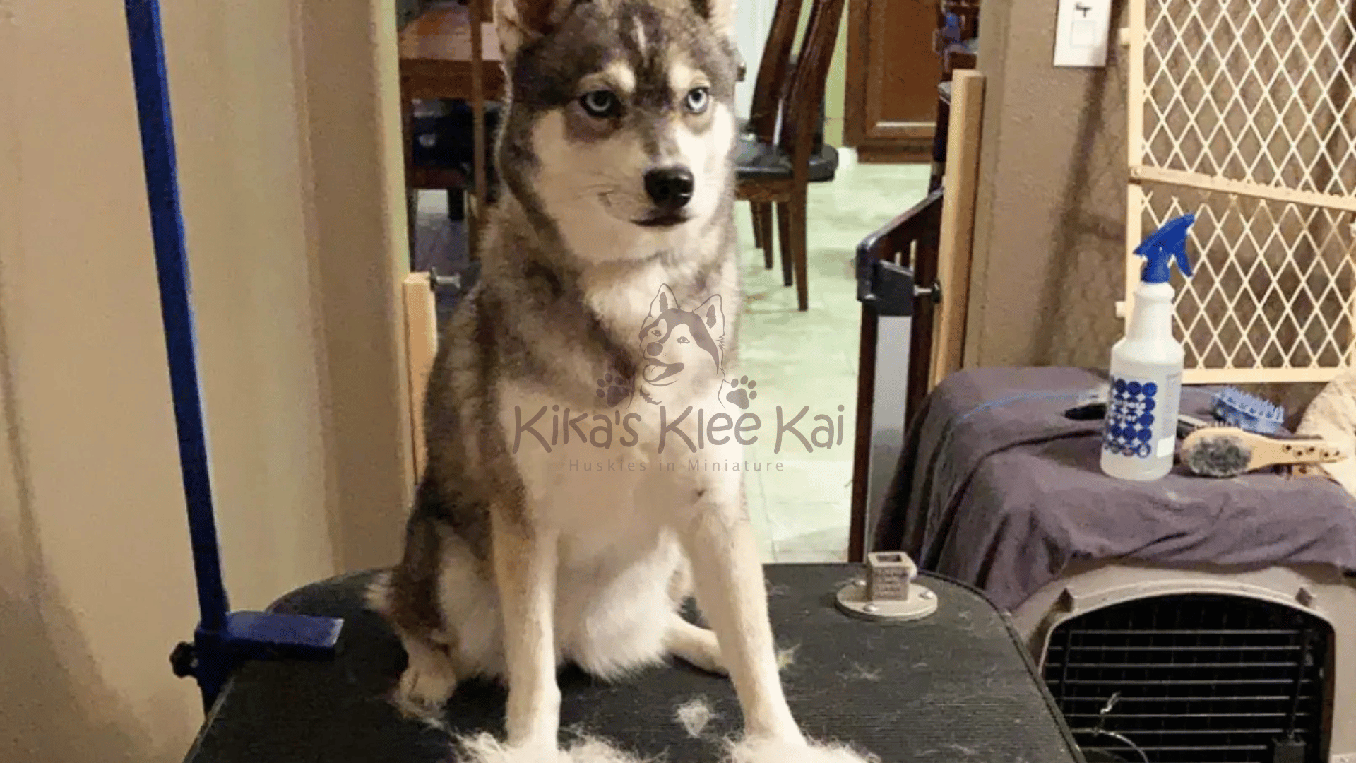 Supplies To Prepare For Your Alaskan Klee Kai Dog