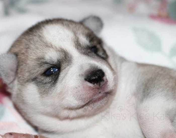 Why You Should Get Your Next Alaskan Klee Kai Dog From Kika's Klee Kai