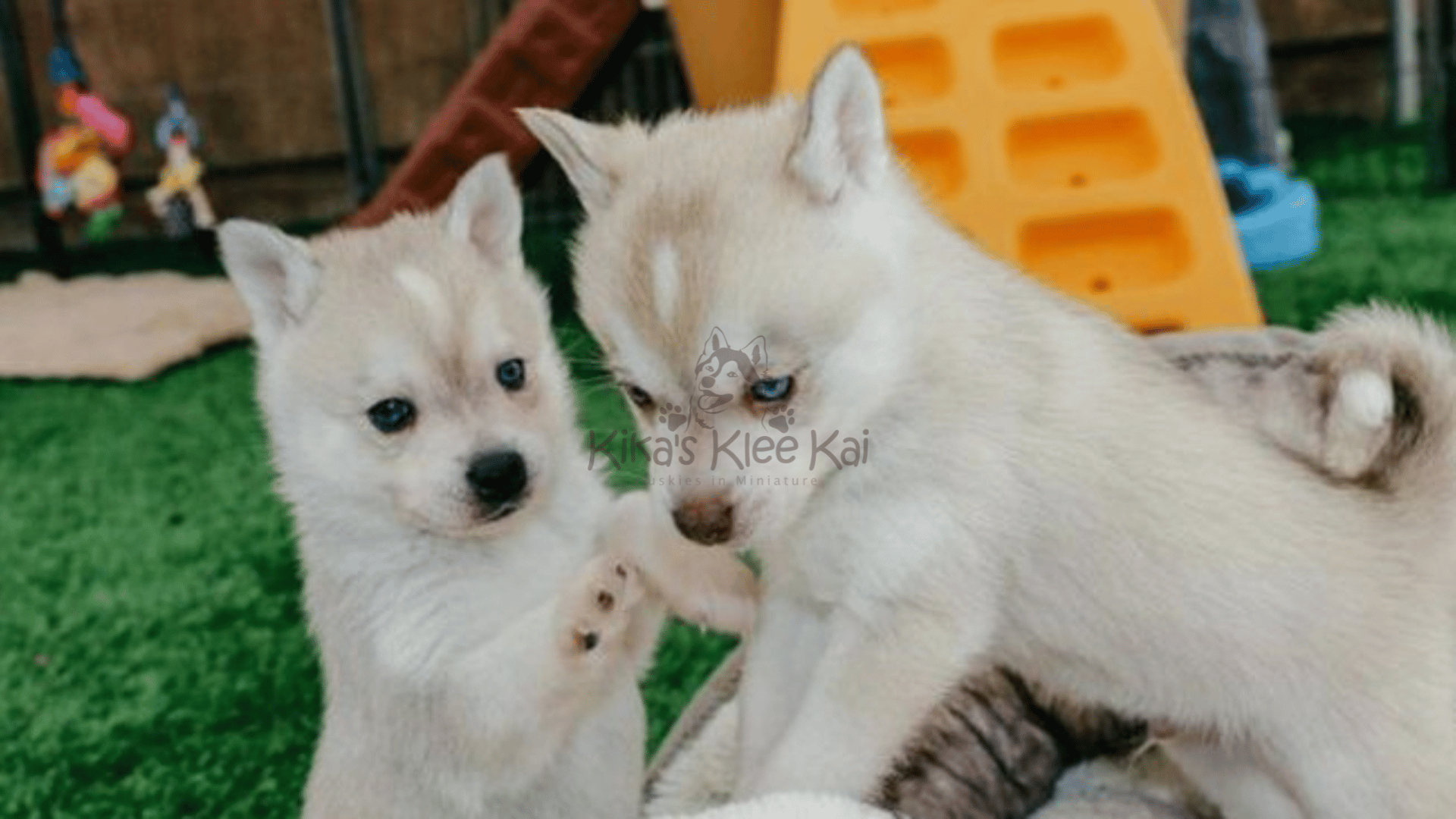 Nuvet: Best Vitamins For Your Alaskan Klee Kai Puppy