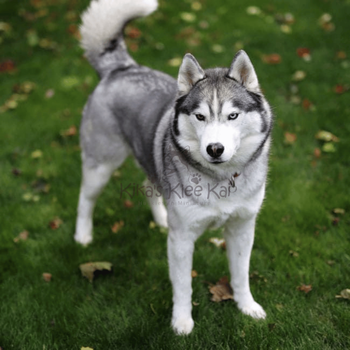 How To Check If Your Alaskan Klee Kai Is UKC Certified