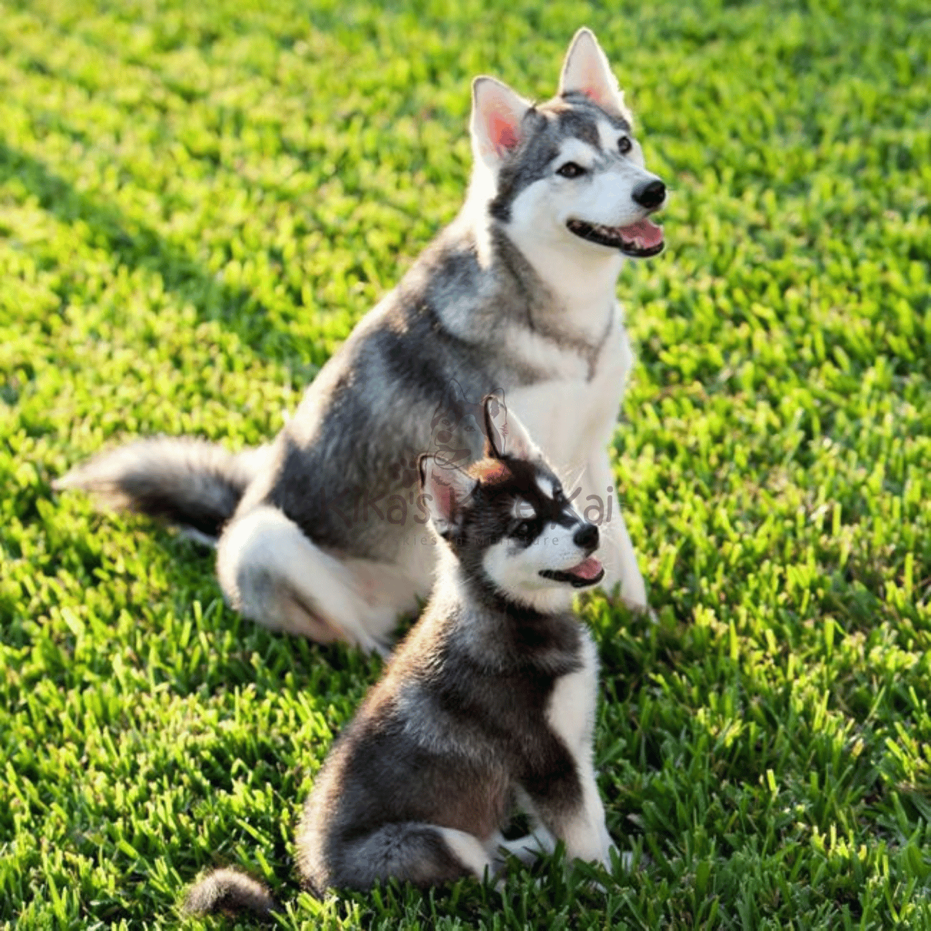 Kika's Klee Kai Alaskan Klee Kai puppy in Southern California