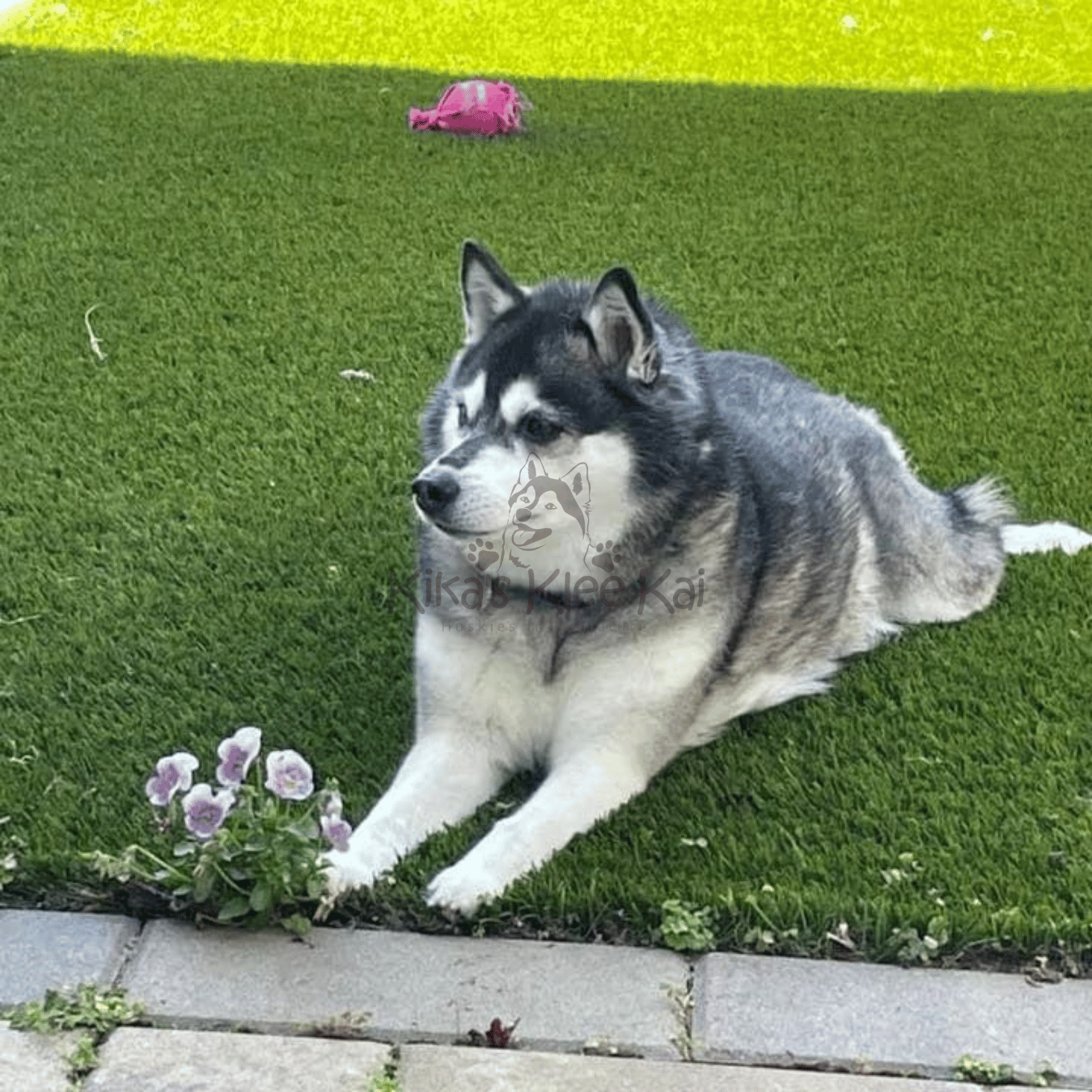 Alaskan Klee Kai puppy in Southern California Reviews and Testimonials