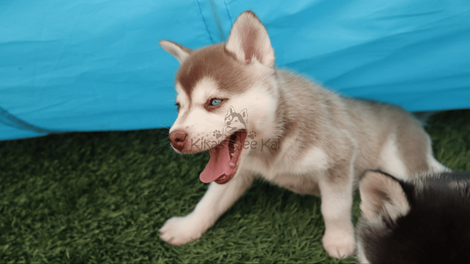 Common Misconceptions About Alaskan Klee Kai
