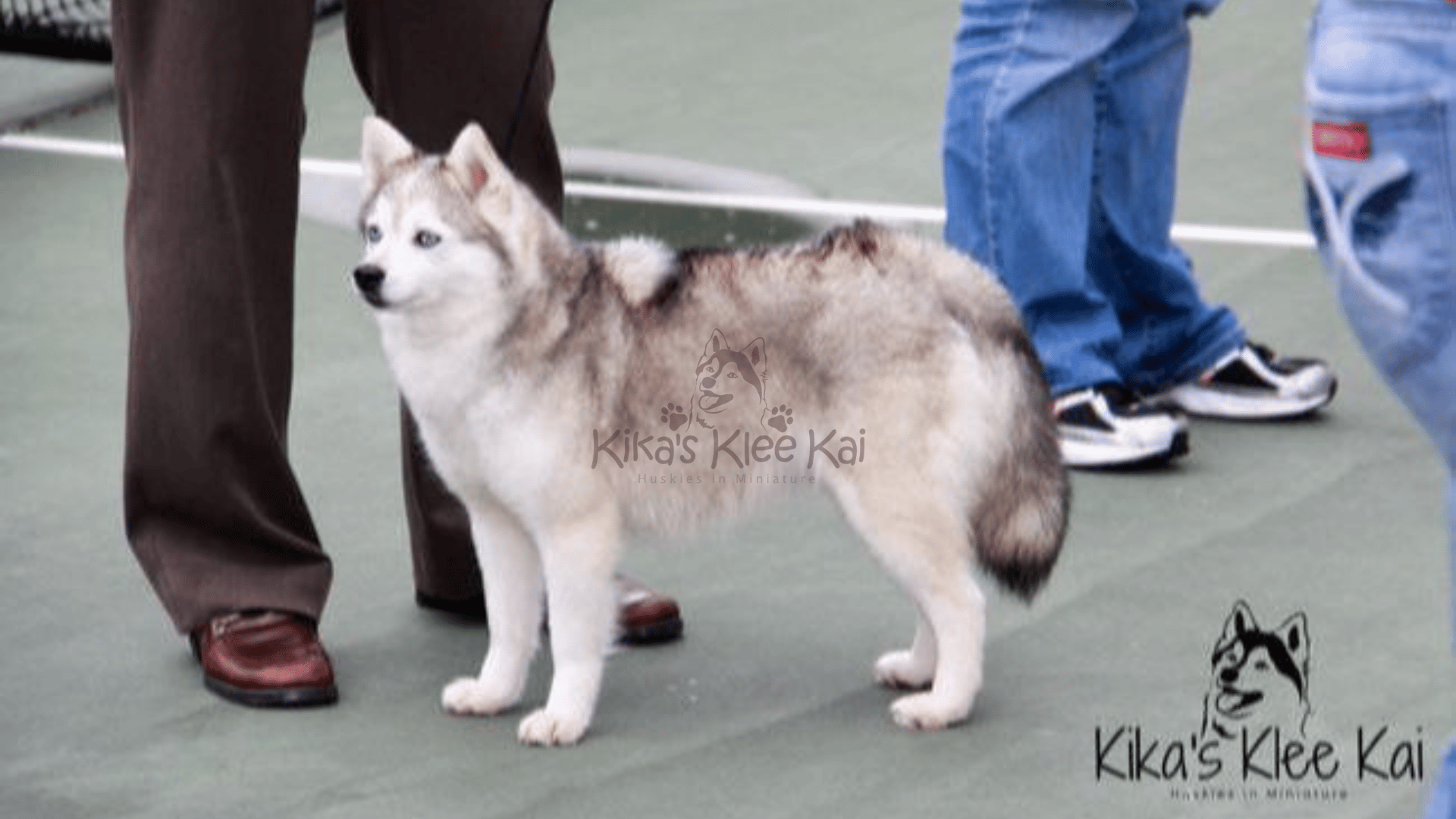 Miniature Alaskan Klee Kai in Southern California