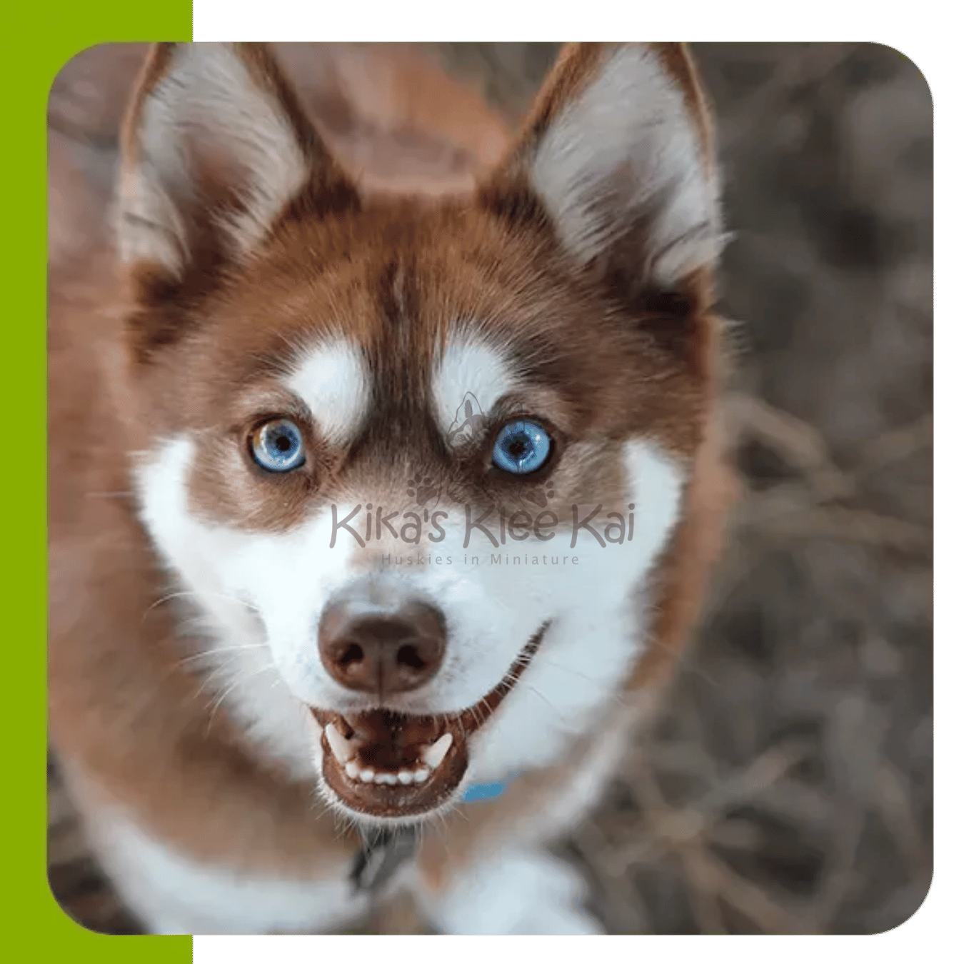 Separation Anxiety Tips For Your Alaskan Klee Kai