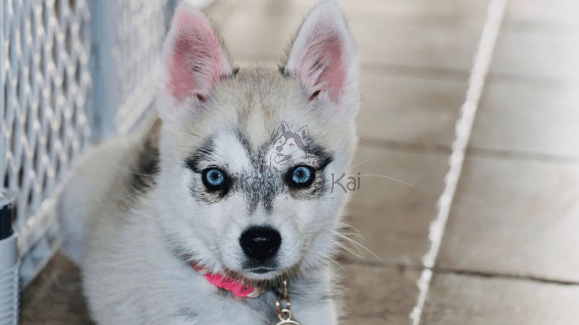 Supplies To Prepare For Your Alaskan Klee Kai Dog