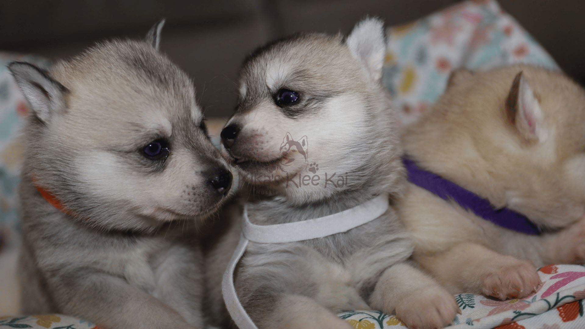 How Our Puppy Reservation System Works in Kika's Klee Kai