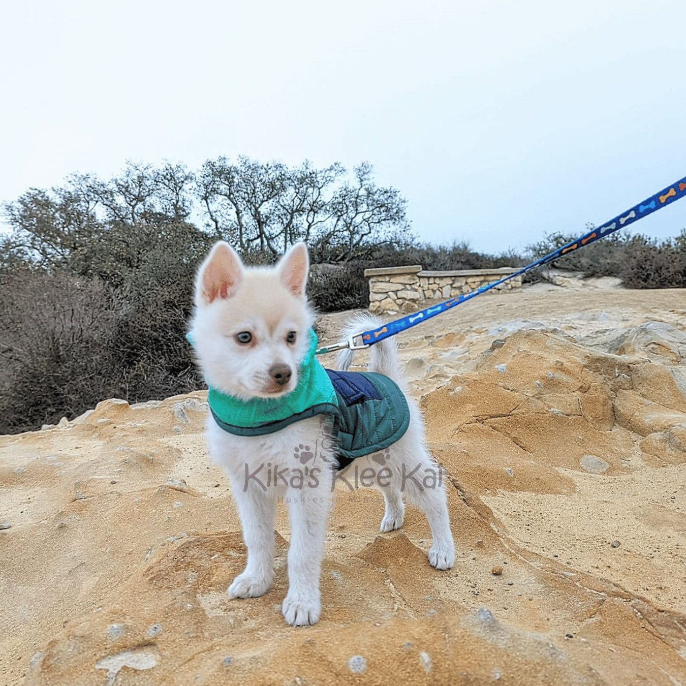 Alaskan Klee Kai puppy in Southern California Reviews and Testimonials