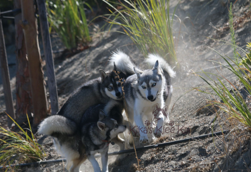 Living with Multiple Alaskan Klee Kai: What You Need to Know