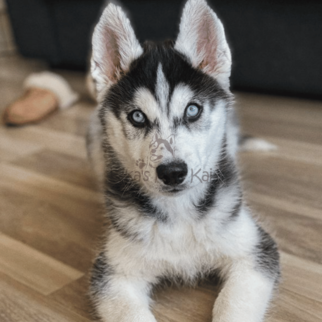 Fun Ways to Build Your Alaskan Klee Kai Puppy’s Confidence Through Play