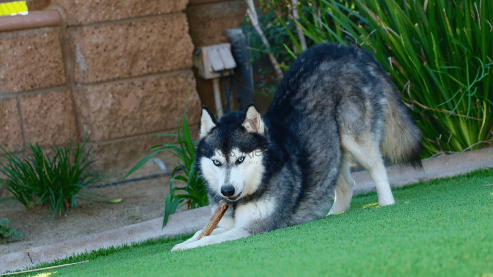 Common Misconceptions About Alaskan Klee Kai