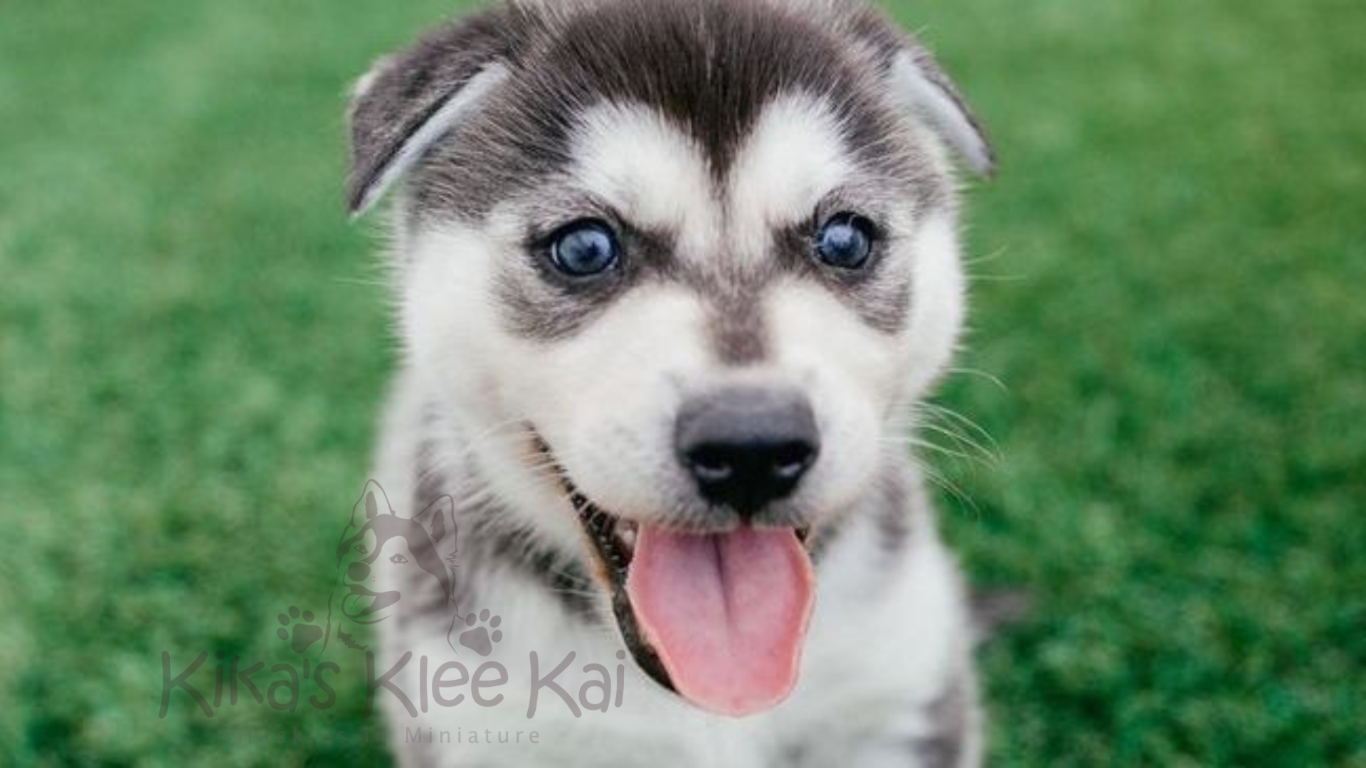 Adopting an Alaskan Klee Kai puppy in Southern California