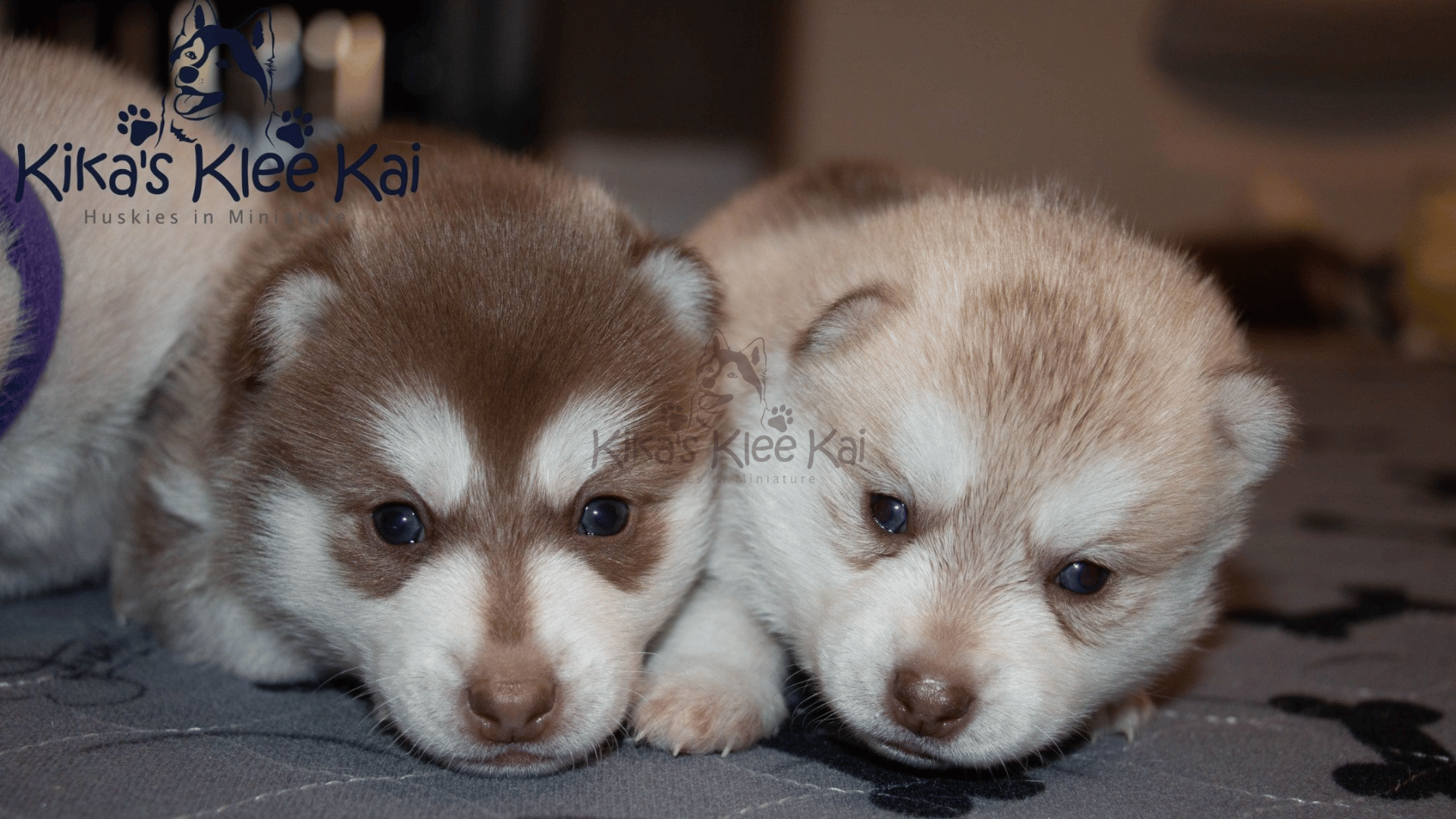 Best Vitamins For Your Alaskan Klee Kai Puppy