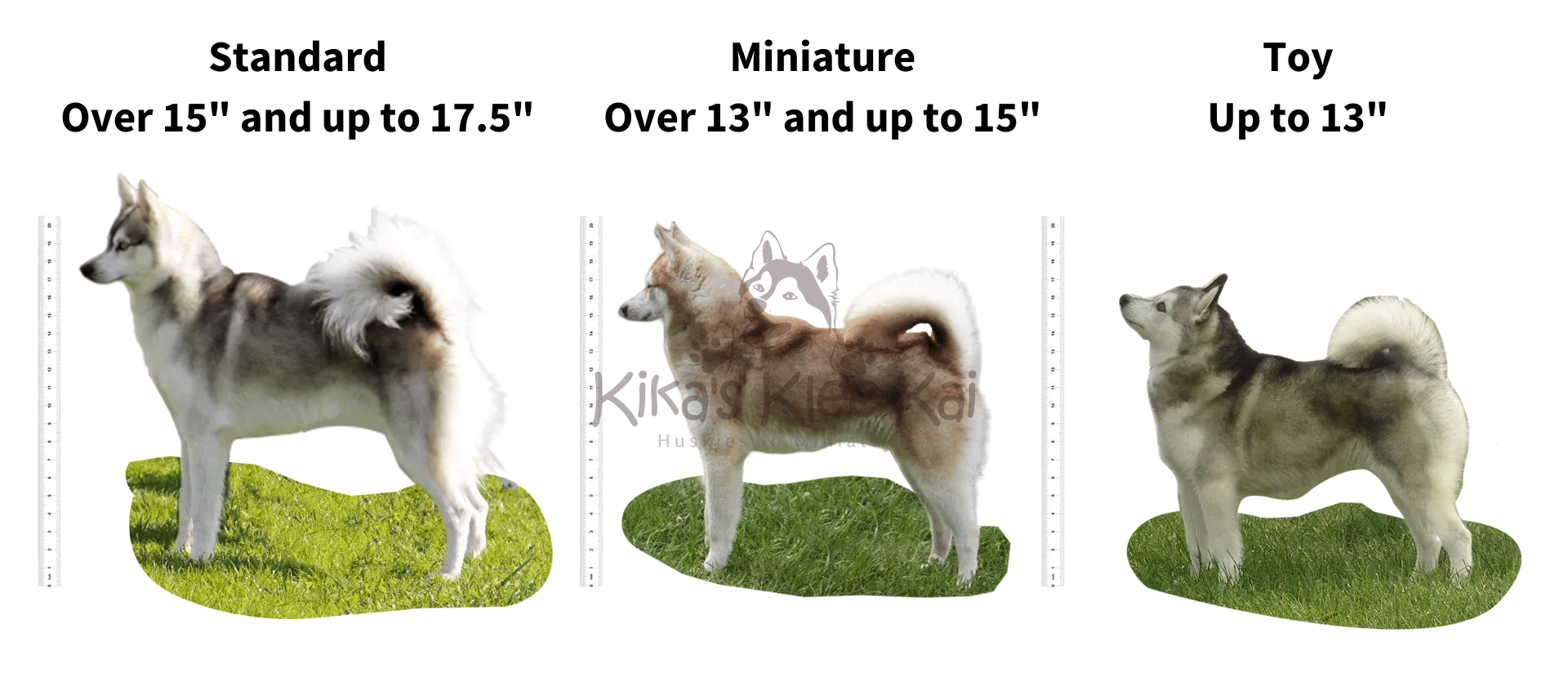 Sizes of the Alaskan Klee Kai