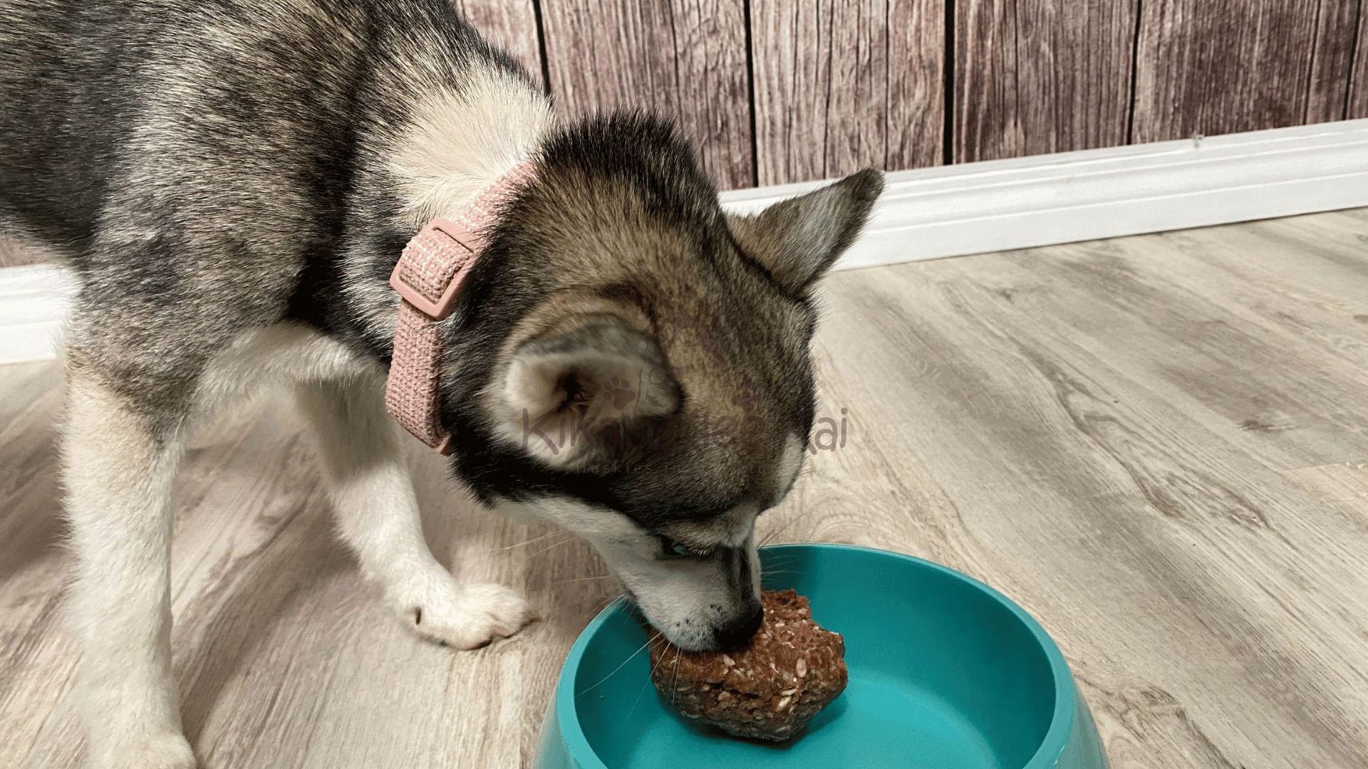 Feeding Time and Food Management of Alaskan Klee Kai in Southern California