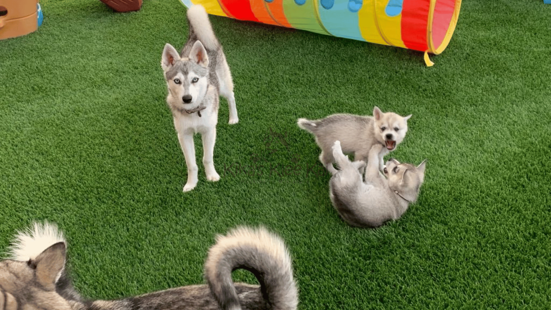 How to Create the Perfect Indoor and Outdoor Play Area for Your Alaskan Klee Kai    Alaskan Klee Kai are energetic and intelligent dogs that need both mental and physical stimulation. Creating the perfect indoor and outdoor play area can keep your pup entertained, active, and happy. In this guide, we’ll explore how to design an engaging environment for your Klee Kai, whether you live in a small apartment or have a spacious backyard.