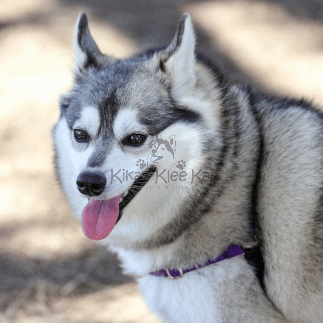 Comparing Alaskan Klee Kai To Other Dog Breeds