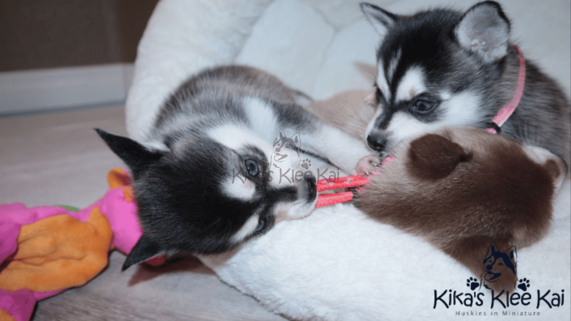 Alaskan Klee Kai puppy in Southern California