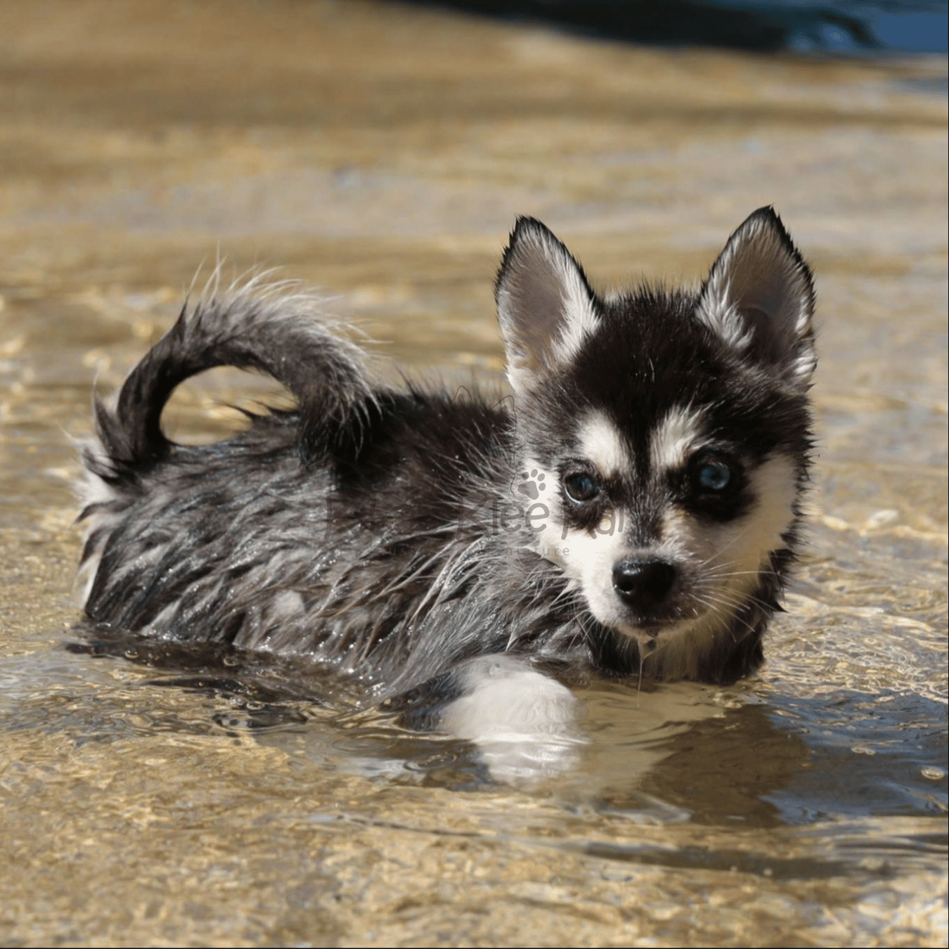Alaskan Klee Kai puppy in Southern California on water