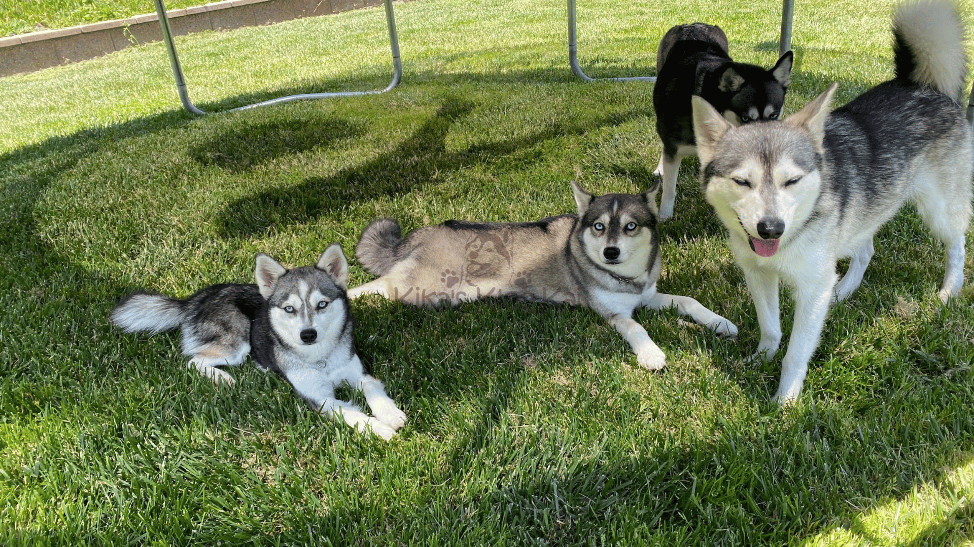 Living with Multiple Alaskan Klee Kai in Southern California